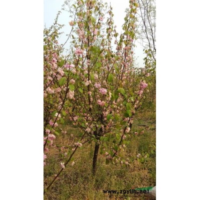 为绿化工程提供方便