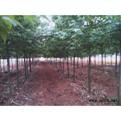 北美枫香、美国红枫、北美枫香种子