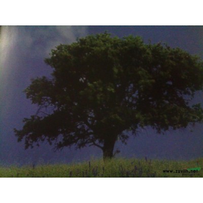 专供；栾树、香樟、桂花、紫薇。规模大规格全！