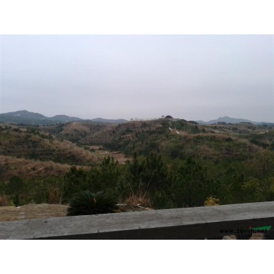 万株12-20银杏实生树出售，欢迎联系