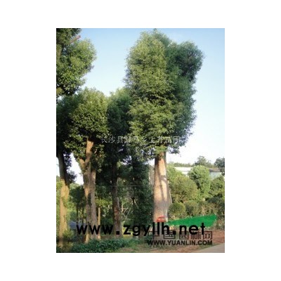 供应湖南大樟树