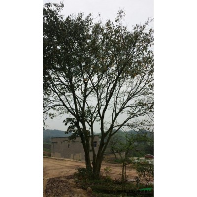 80黄角树地笼子山货，76皂角树精品4年熟货