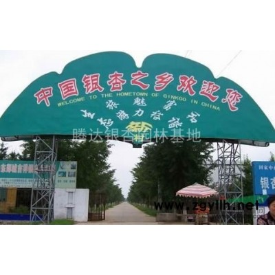供应1-80公分银杏树，1-3年小苗