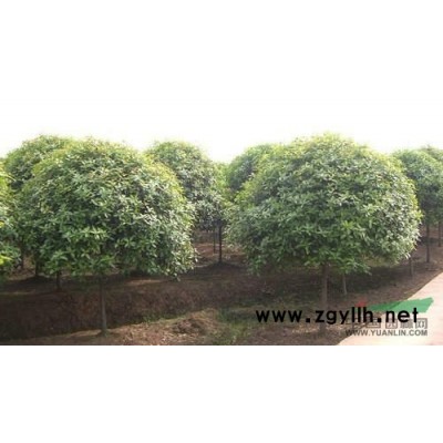 大量供应红叶李小苗。