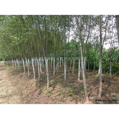 2014年10月份美国竹柳苗木供应
