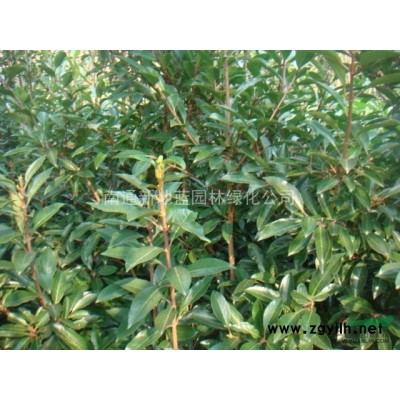 供应法国冬青高H100-120-150-180-200公分