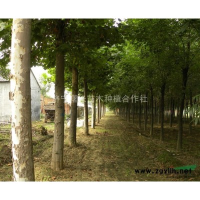 供应5-12公分黄金槐 金枝国槐 金叶槐  山东国槐小苗