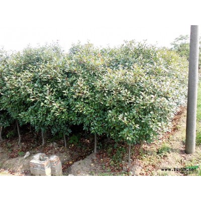 低价处理高杆红叶石楠