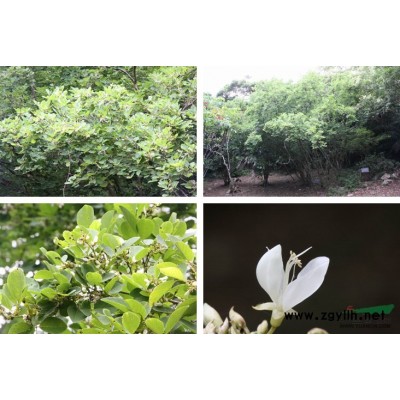 花旗木，热带樱花