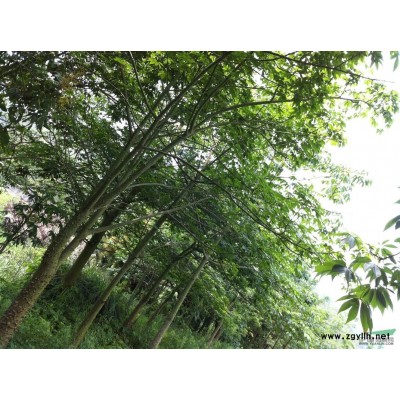 抛售60多亩鸡冠刺桐，小叶榄仁，美人树，火焰木香樟，三角梅！