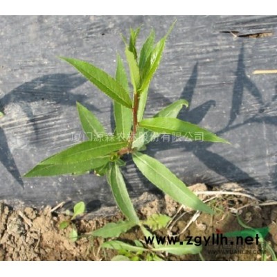 美国竹柳，种树的看进来了