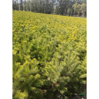 旱柳，樟子松，云杉 圆柏 油松，沙地柏（臭柏），侧柏，新疆杨