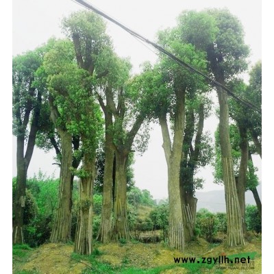 警急处理征收地桂花，八月桂，红叶石楠