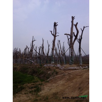 供应各种规格枫香，三角枫，榔榆，红果冬青，另有大树桩出售
