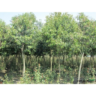 7-10公分大叶女贞树出售