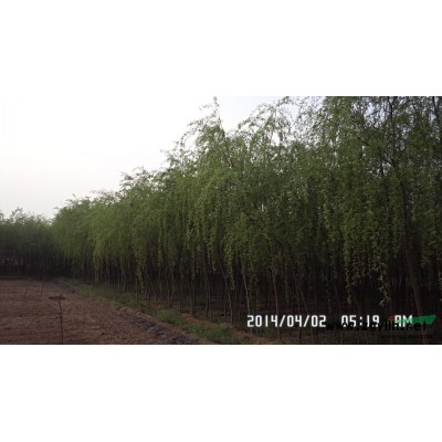 山东平邑大量供应大、中、小各型号青皮垂柳苗，有意者电联