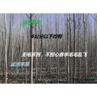 园艺花卉提供各种规格杨树苗白杨树苗 白杨苗 绿化苗木量大优惠