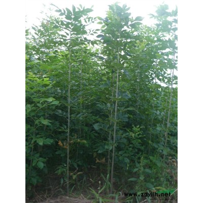 山东15公分青皮垂柳价格