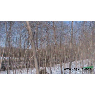 出售小城黑，落叶松，云杉等树苗