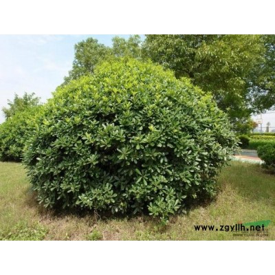 海桐球*新价格/海桐球报价