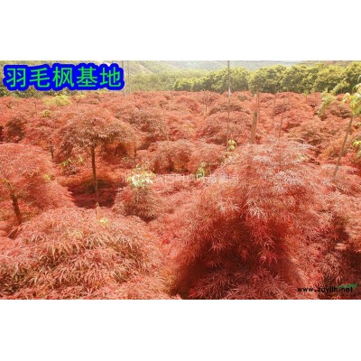 低价专供:红枫/樱花/五针松