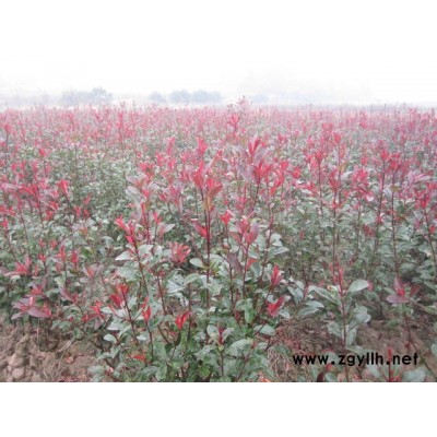 火焰红，红叶石楠