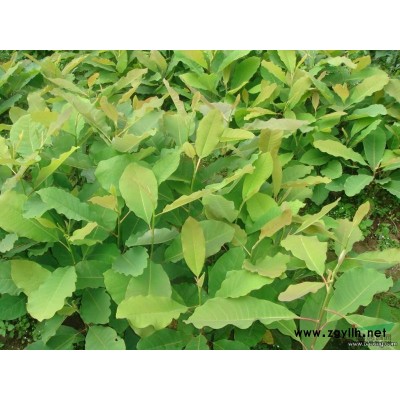 2014年日本厚朴苗 日本厚朴种子