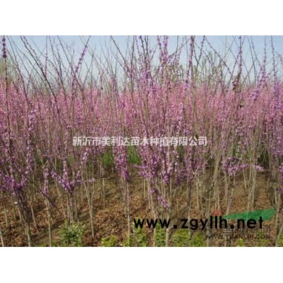 江苏省新沂市大量供应红花紫薇扦插苗