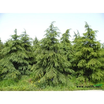 紫薇报价/浙江紫薇报价