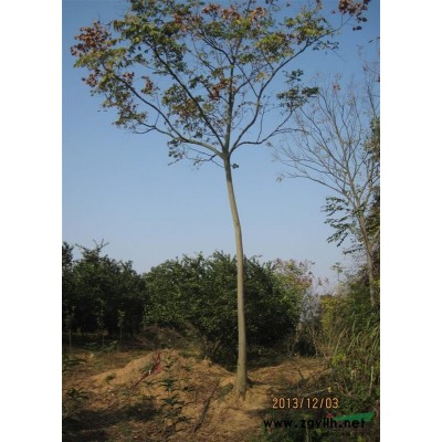出售5-17公分栾树