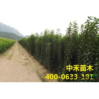 香花樱、速生樱花、金桂、美国红枫种苗、速金桂、丹桂、金玉满堂