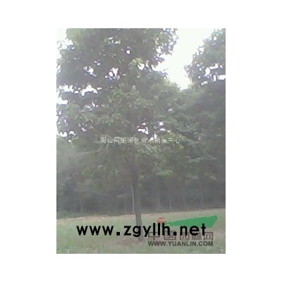 河南楸树，楸树苗，梓树苗，合欢，栾树，大叶女贞，速生杨