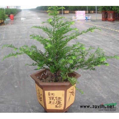 红枫各规格树苗