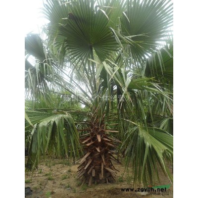 广东地区供应—老人葵