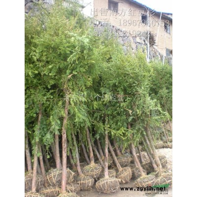 处理2米到2米5蓬桂花