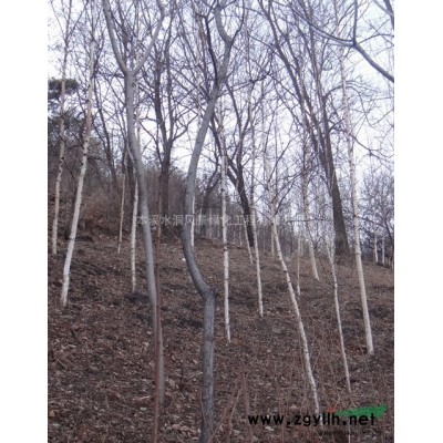 供应东北五角枫，拧紧子槭