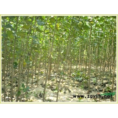 供应速生杨107 108 绿垂柳 黄金柳