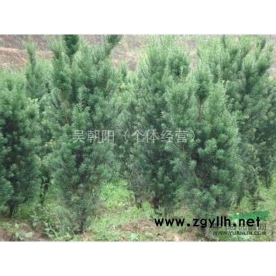 长期出售红豆杉大小苗精品苗