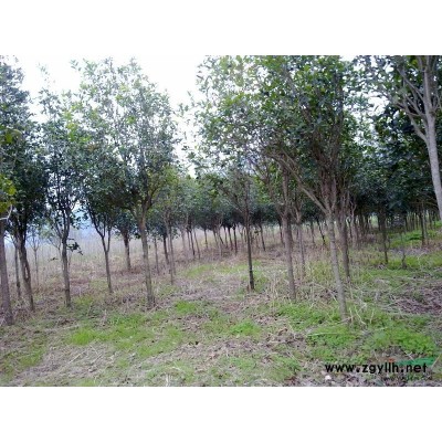 供应状元红丹桂小苗，价格优惠