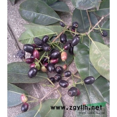 长期供应，红皮秋枫种子，小叶黄槐种子，小叶紫薇种子，蓝花楹种