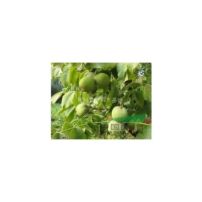 江苏核桃苗低价销售---核桃研究所常州基地土地收回