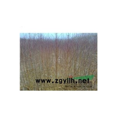 大量供应0.5---6公分毛桃苗，紫叶李