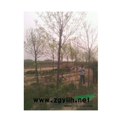 出售地径3公分80----1米高金叶榆3000棵