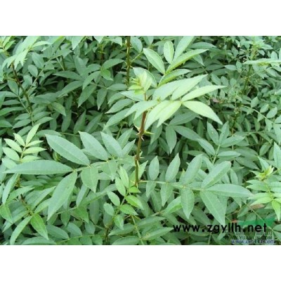 :桃树苗 龙柏苗 梨树苗 樱桃苗 苹果苗 侧柏苗 草莓苗