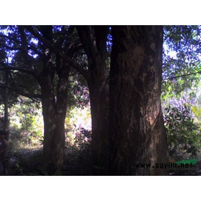 大桂花树   万紫千红   香樟