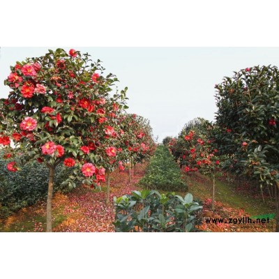 专业茶梅苗木基地  优价提供各种茶梅 高杆茶梅 茶花苗木