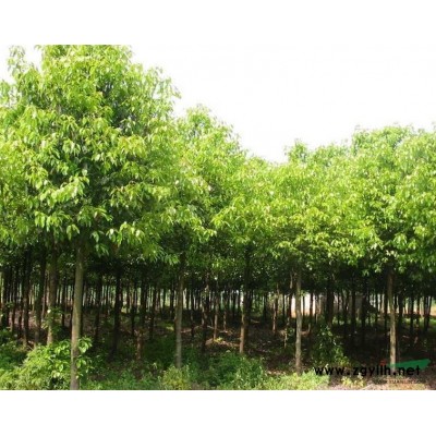 浙江紫薇小苗介绍