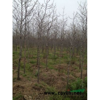 浙江地区供应竹柏5-10公分 25公分