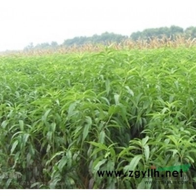 数万棵0.5公分国槐，1.5公分以上桃树，4公分左右红叶李