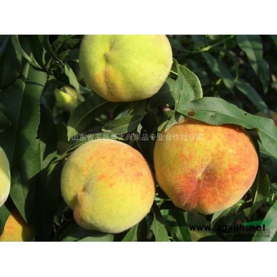 农业种植致富项目黄桃